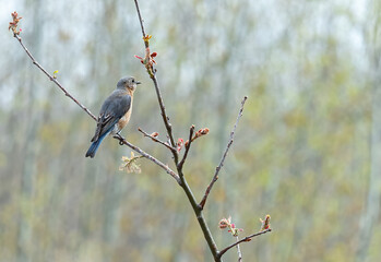 Canvas Print - An eastern bluebird sits on a branch of a tree