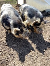 Two Black And White Kunekune Pigs