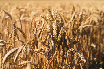 Wall Mural - Golden ripe ears of wheat. Wheat field. Ears of golden wheat close up. The concept of planting and harvesting a rich harvest. Rural landscape.