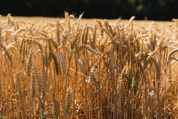 Wall Mural - Golden ripe ears of wheat. Wheat field. Ears of golden wheat close up. The concept of planting and harvesting a rich harvest. Rural landscape.