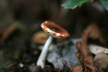Mushroom "charcoal Burner (Kawari Hatsutake, Russula Cyanoxantha)", Close Up Macro Photograph.