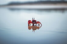 Lobster On The Beach