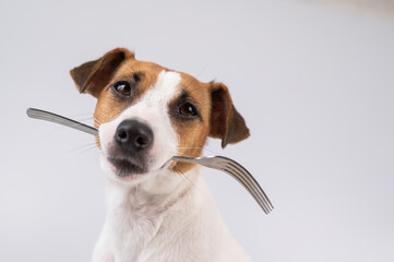 Close-up portrait of a dog Jack Russell Terrier holding a fork in his mouth on a white background. Copy space. 