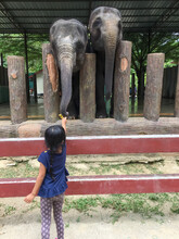 A Little Girl Feeding Elephants At Elephant Sanctuary At Kuala Gandah, Pahang, Malaysia