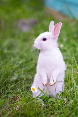 A small white rabbit standing on its hind legs on the green grass and looking to the side