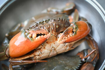 Wall Mural - fresh mud crab for cooking food in the seafood restaurant, raw crab on pot in the kitchen