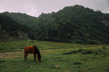 Wild horses in the Altai mountains, close-up and green terrain, soft focus