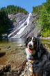 A Bernese Mountain Dog sitting at the base of a waterfall, looking at the camera, in the Pacific Northwest. 