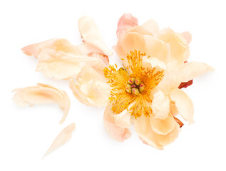 Sticker - Peony flower isolated on white background