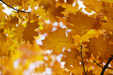 Yellow Maple Leaves On A Twig In Autumn