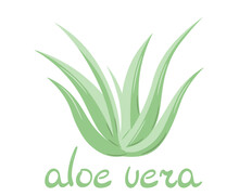 Colorful Handmade Aloe Bush. Aloe Vera Plant Drawing In Doodle Style. Isolated Vector Illustration.