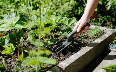 working in vegetable garden concept. close-up of an older woman's hand using hoe to tend strawberry 