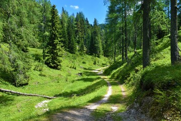 Wall Mural - Meadow on a sunny day with a mountain larch and spruce forest bello Trupejevo poldne mountain in Karavanke mountains, Slovenia