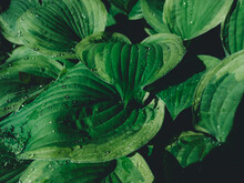 Large Green Hosta Leaves With Water Droplets. Green Plant Background. Top View On Abstract Leaves. 