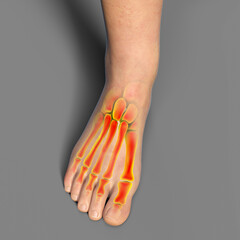 Poster - Human foot anatomy, 3D illustration