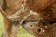 Closeup Of A Baby Cow  Sucking Milk From Its Mother