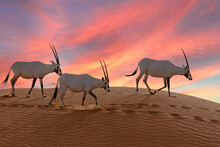 Oryx At Sunset In The Arabian Desert