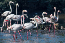 A Flock Of Greater Flamingo (Phoenicopterus Roseus) Seen In The Wetlands Near Airoli In New Bombay In Maharashtra, India