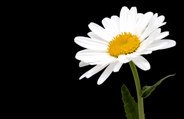 Wall Mural - Chamomile flower on black background. Copy space