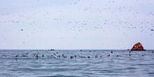 Lots Of Birds On Ballestas Islands National Reserve, Paracas, Peru