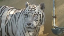 A White Bengal Tiger Drinking From A Water Fountain In A Zoo Enclosure. Close-up.