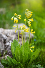 Cowslip Flowers (Primula Veris) On A Spring Meadow, Close-up, Selective Focus