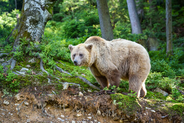 Wall Mural - young brown bear (ursus arctos) in the summer forest. animal in natural habitat.