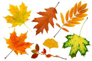 Wall Mural - set or collection of colorful fallen autumn leaves isolated on white background, herbarium of leaves from different trees