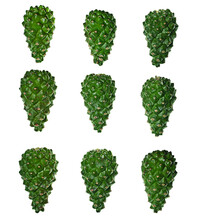 Set Of Isolated Green Young Pine Cones