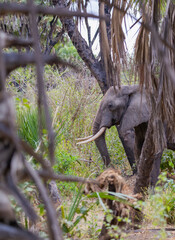 Wall Mural - Single lone Elephant in protected natural bush land habitat in an East Africa national park