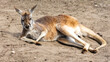 Red kangaroos are resting in the zoo's paddock. Photo taken at noon on a sunny day