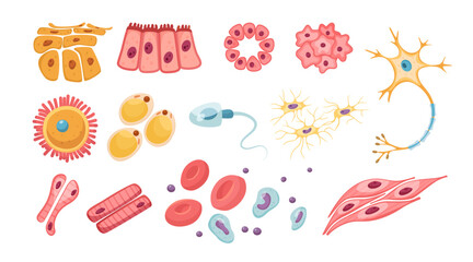 Different types of human cells vector illustrations set. Egg, muscle, nerve, red blood, sperm, bone cells, cellular respiration isolated on white background. Health, anatomy, science, biology concept
