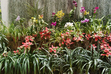Beautiful Colorful Flowers At Royal Botanical Garden Peradeniya In Kandy, Sri Lanka