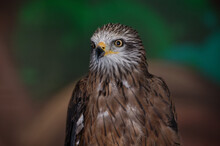 A Black Kite, Milvus Migran, Sits In The Zoo Enclosure And Proudly Looks To The Left. Portrait. Close-up.