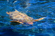 Eine Aufnahme einer geschützen Meeresschildkröte im Wasser. Diese Schildkröten brauchen den Weltweiten Schutz und ihrer Habitate. 