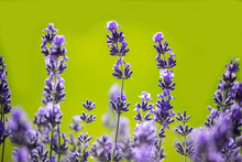 Lavender Fields In Summer On The Land Of Ukraine