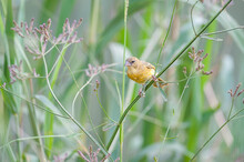 Female Yellow Masked Weaver On A Reed