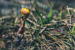 Flower bud in early spring blooming coltsfoot tussilago farfara macro with bokeh background