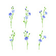 Blue flax or linseed flowers set. Wild or cultivated flowering herbal plant vector illustration
