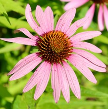 A Close View Of The Pink Coneflower In The Garden.