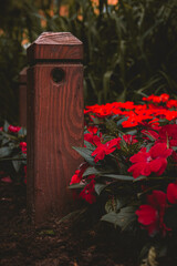 Red garden flowers near wooden pillar on ground, close up.