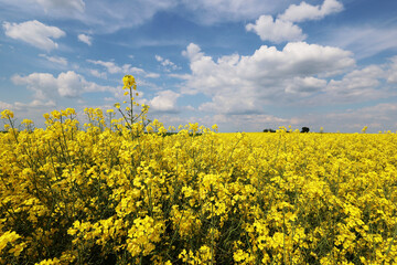 Wall Mural - Yellow rapeseed flowers in a field in spring