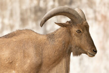 Close Up Of Barbary Sheep (ammotragus Lervia) Standing On The Rock