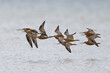 Bar-tailed godwit (Limosa lapponica)