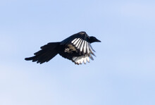 Magpie In Flight