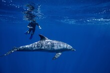 Indo-Pacific Bottlenose Dolphin, Tursiops Aduncus, Red Sea, Egypt