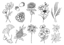 秋の花や植物, ベクターのイラストレーション, 線画, 描画, 秋の挿絵のセット.