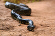 © Lubo Ivanko - Madagascar tree boa snake - Sanzinia madagascariensis - slither on dusty ground, closeup detail