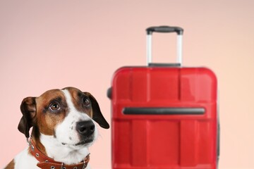 Wall Mural - Lovable, pretty puppy and suitcase. Travel preparation and planning. Concept of recreation, travel and tourism. Pets care