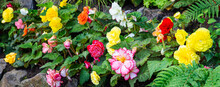 Bright Begonia Flowers Growing In A Garden; Vibrant Yellow, Orange, Red, Pink, White Tuberous Begonia Flowers In Bloom